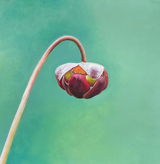 Ann Goldberg—Pitcher Plant in NFLD/Labrador (2021)